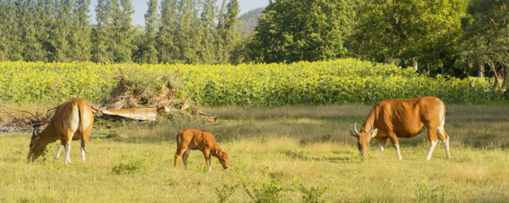 Biodiversiteit europa
