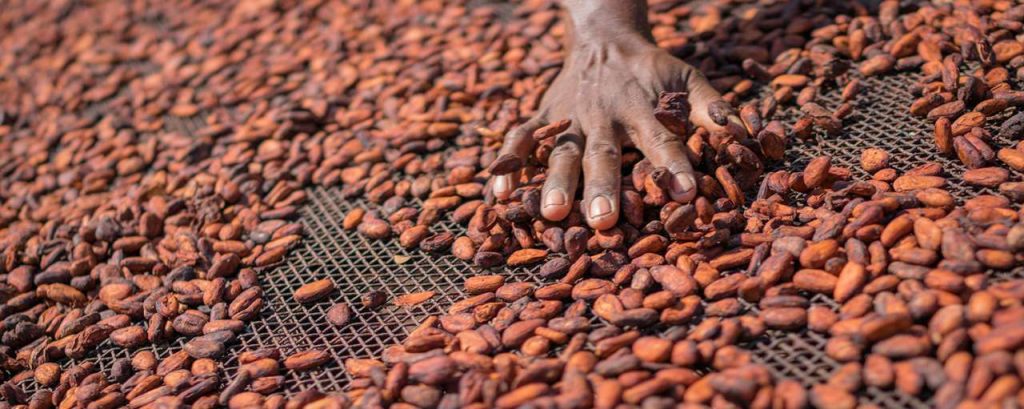 Cocoa beans drying in sun