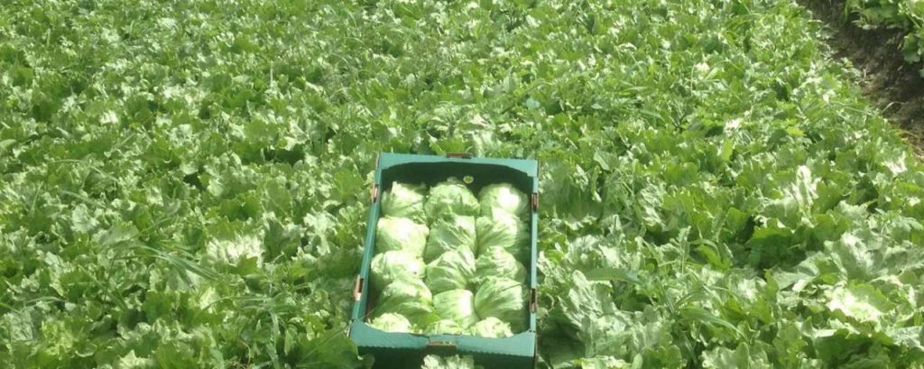 Lettuce 2017 tesco