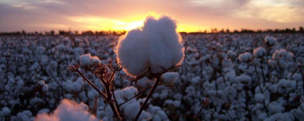 Mike carberry courtesy of cotton australia