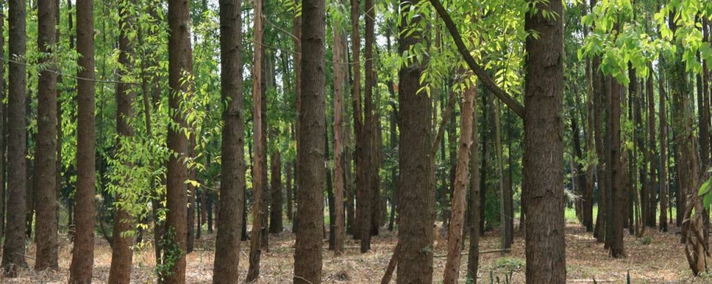 Smurfit kappa forestry
