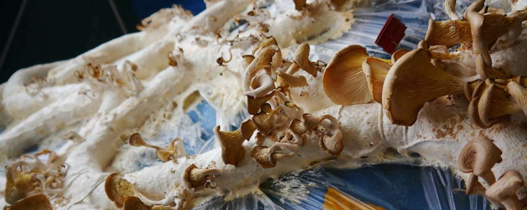 Bouwen met mycelium