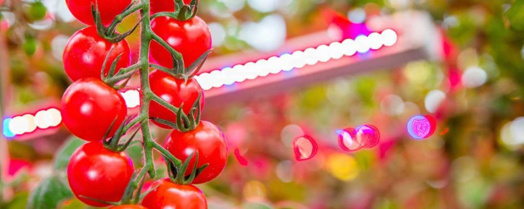 Philips lighting agro invest cherry tomato 1