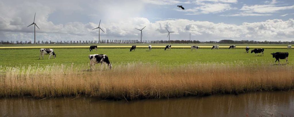Koeien in weiland