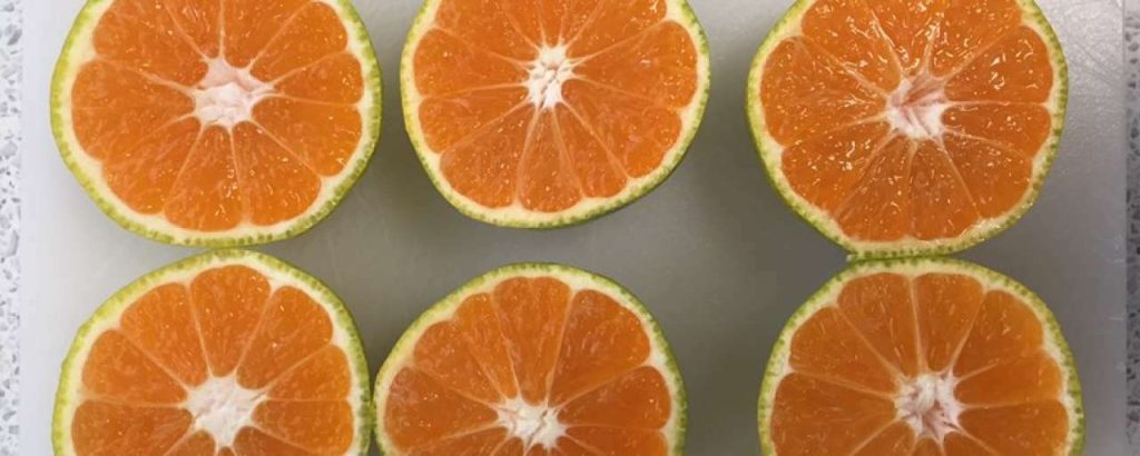 Greener satsumas 2017