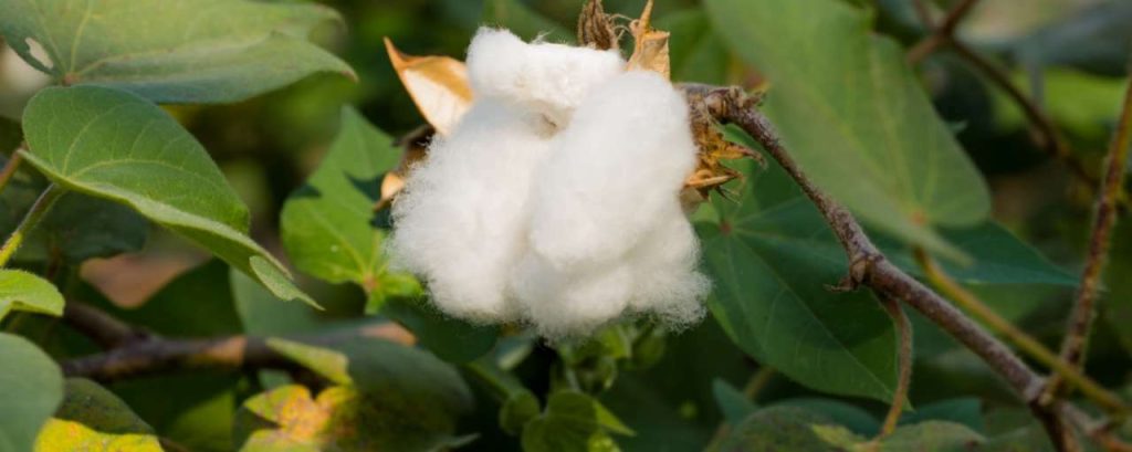 171127 cotton india credit thought leader global media
