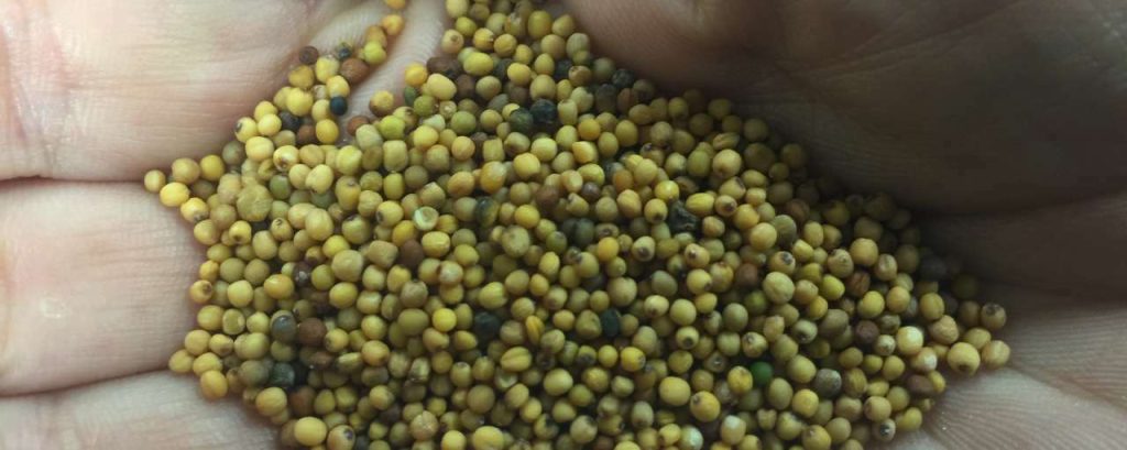 Carinata seed for planting in hand