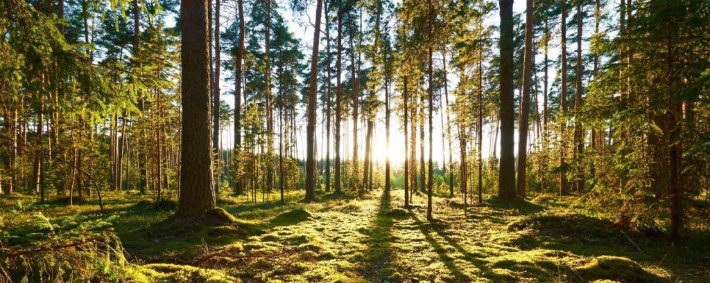 Bos bomen