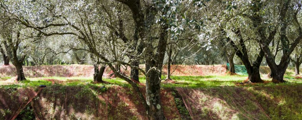 Agroforestry mengteelt landbouw