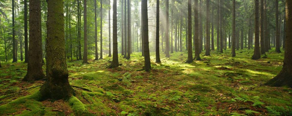 Bos bosbeheer duurzaamheid