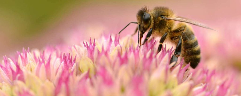 Bij op bloem paars
