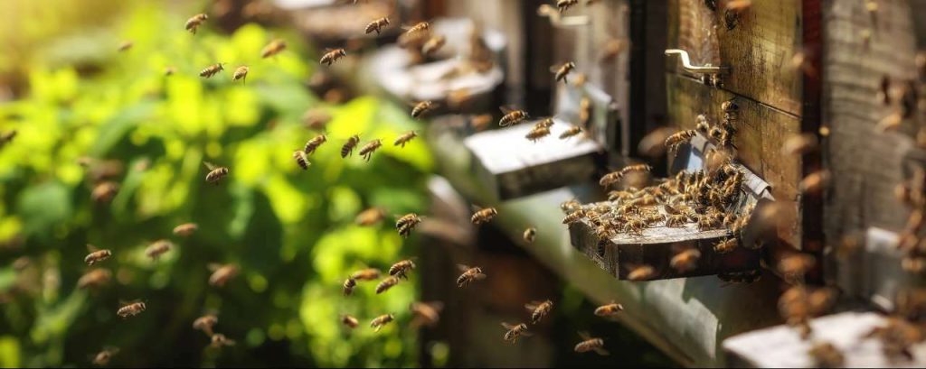 Bijen bijenkorven biodiversiteit