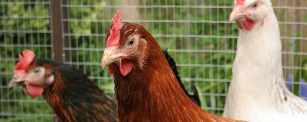 Chickens 394025 1920