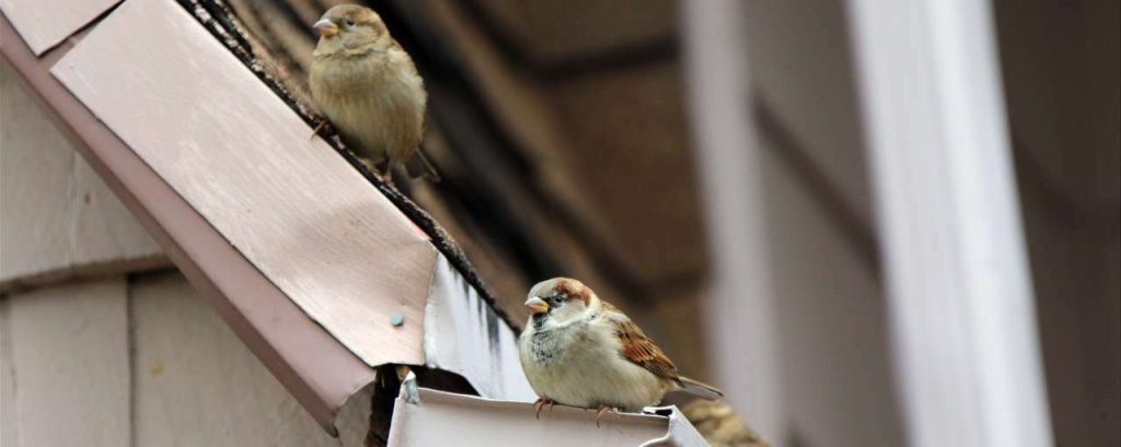 Mussen beschermde dieren