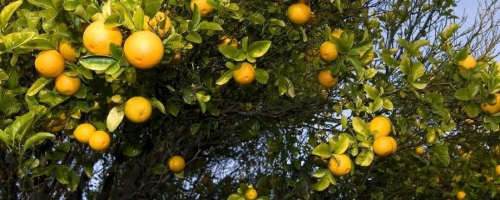 Sinaasappelboom e1425467011210