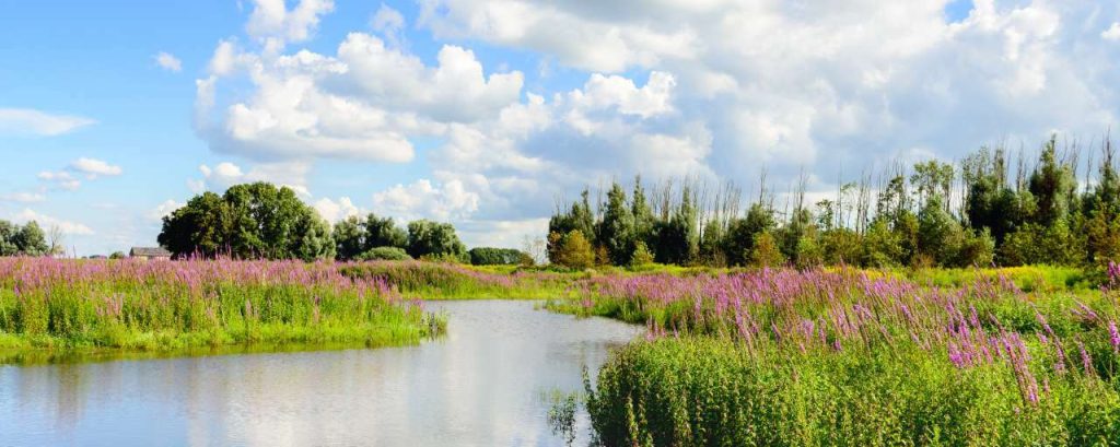 Adobestock natuur biodiversiteit