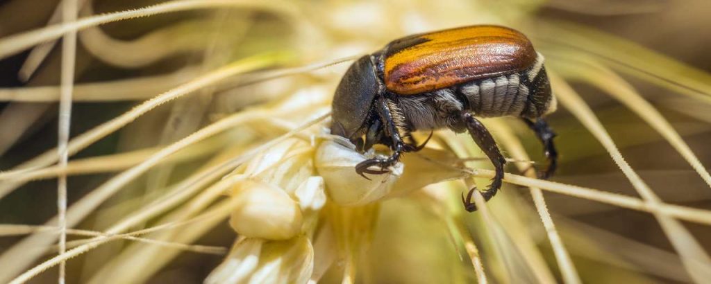 Adobestock insecten eiwitten