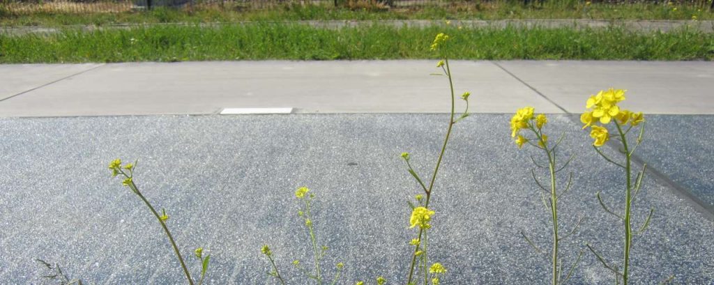 Solaroad 2