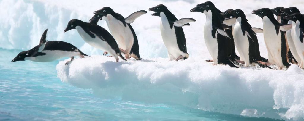 Adobestock pinguins