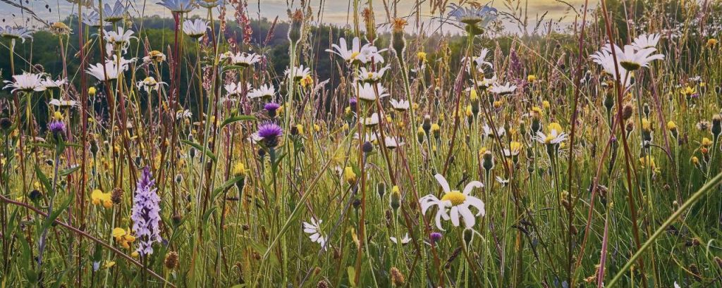 Adobestock biodiversiteit bloemen planten