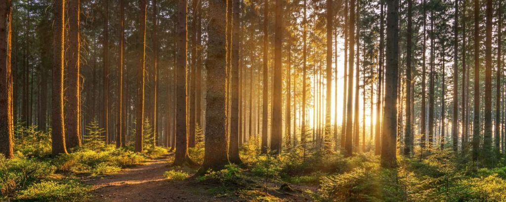 Adobestock bomen bos