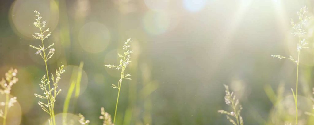 Adobestock bloemetjes zon zonnestraal