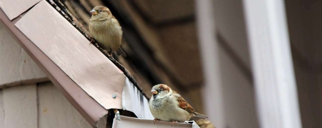 Arcadis biodiversiteit