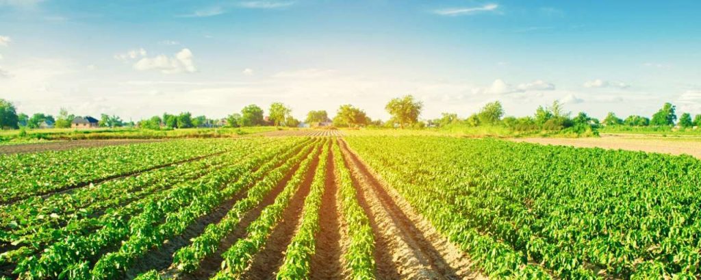 Organic agriculture