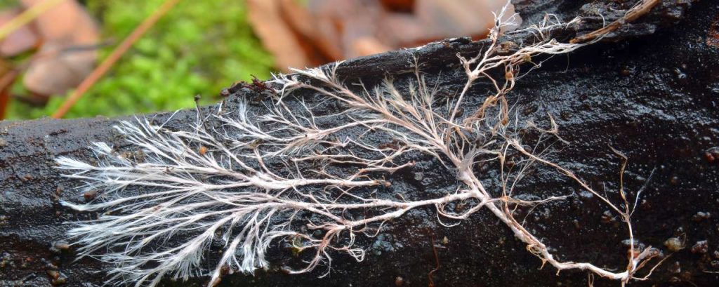 Adobestock mycelium