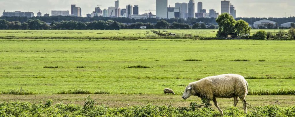 Adobestock polder
