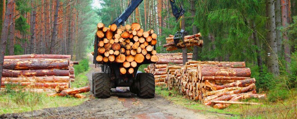 Adobestock bosbouw