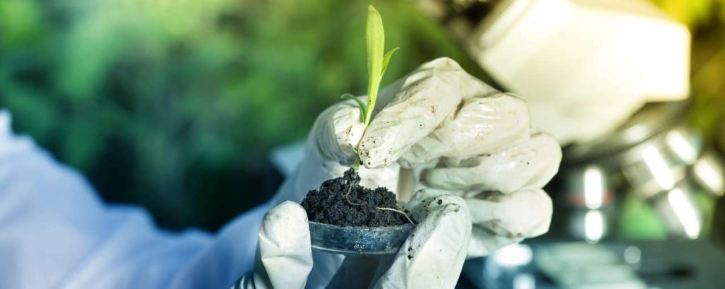 Zoutwaterlandbouw plantveredeling