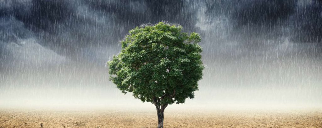 Adobestock klimaatverandering boom