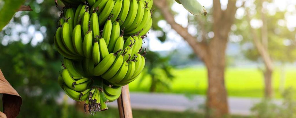 Bananen
