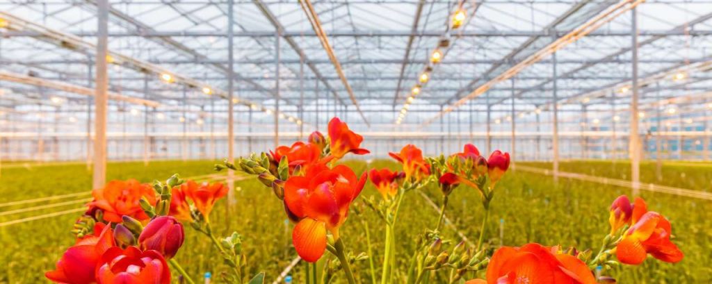 Adobestock freesia kas glastuinbouw