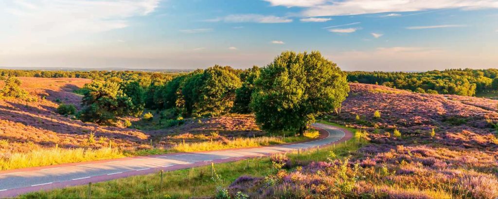 Adobestock veluwe gelderland