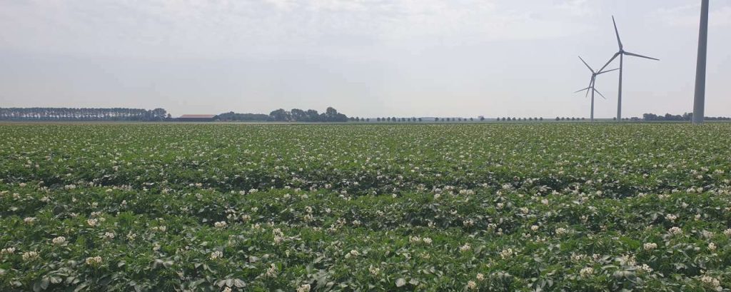 Bodemgezondheid aardappelveld protix