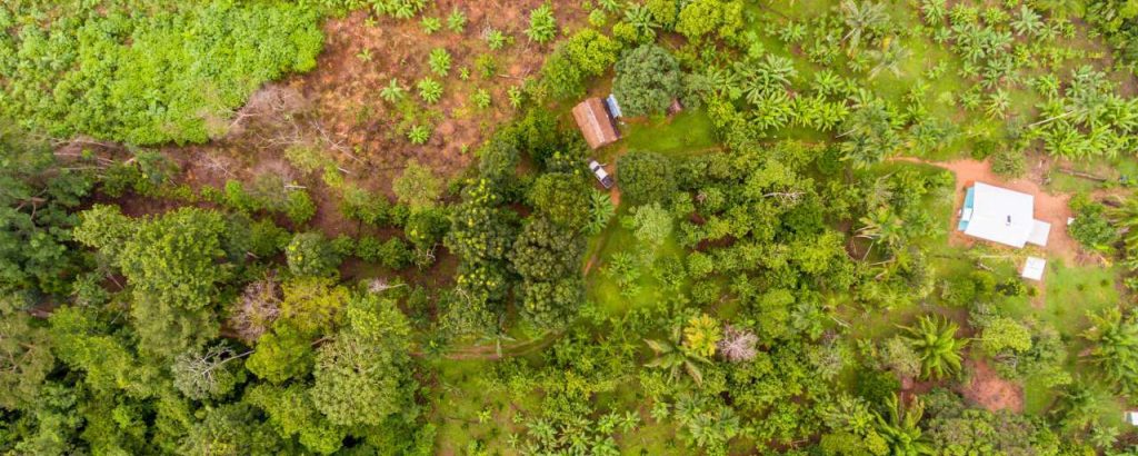 Credits adobe stock agroforestry in amazonegebied