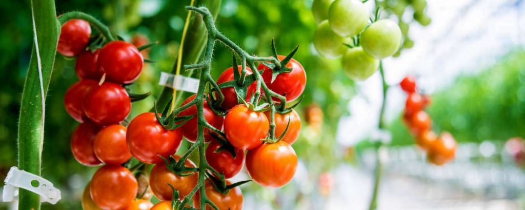Tomaten