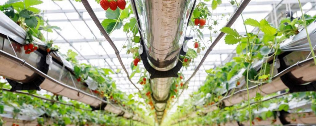 Kas met hangende aardbeien