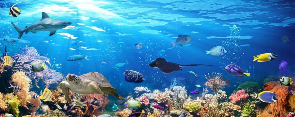 Vissen in de oceaan kleurrijk