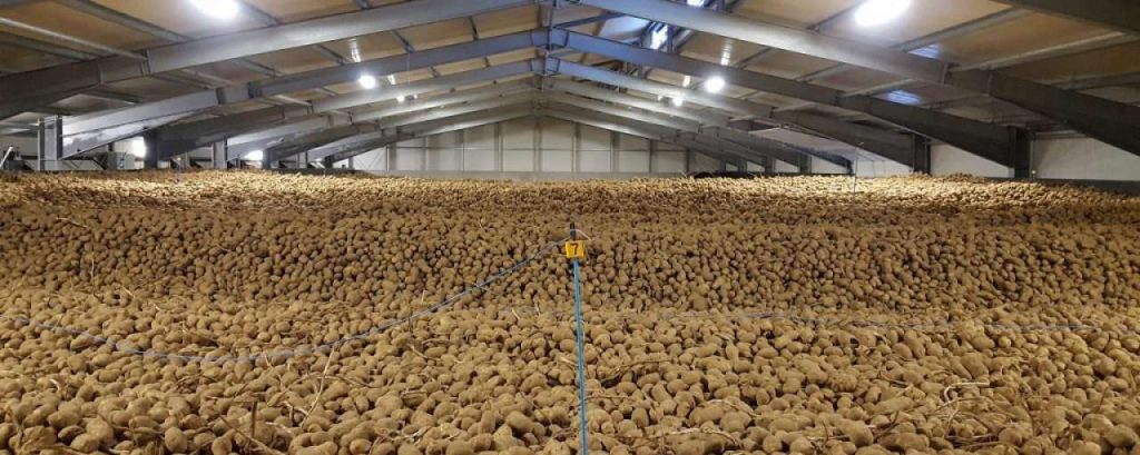Potatostorage lamb weston meijer