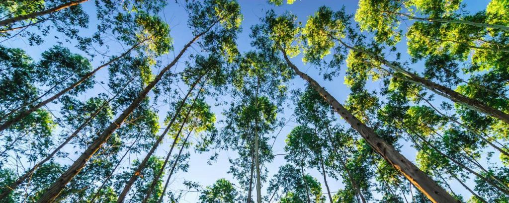 Adobestock eucalyptus bos