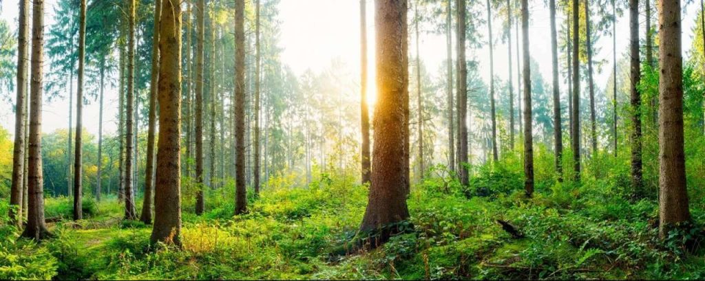 Bomen
