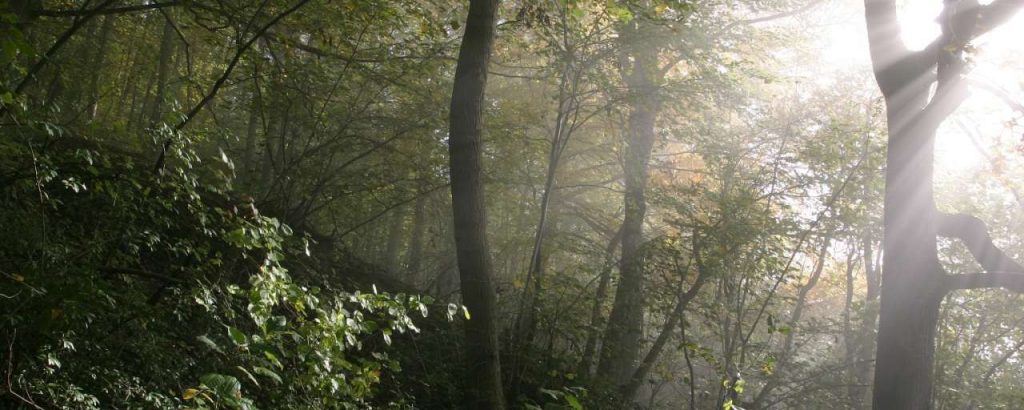 Fog forrest frickberg