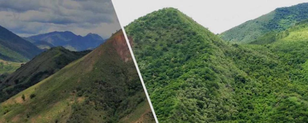 Tree planting mountain ecosia blog 1024x588