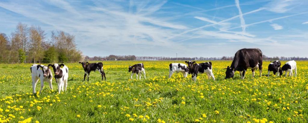 Adobestock koeien in geel veld
