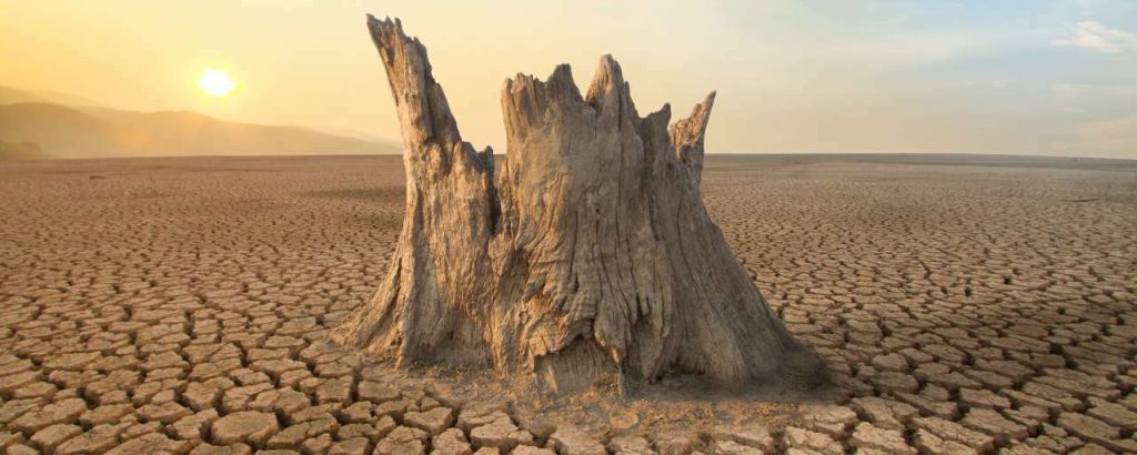 Adobestock 336017840 droogte herbebossing