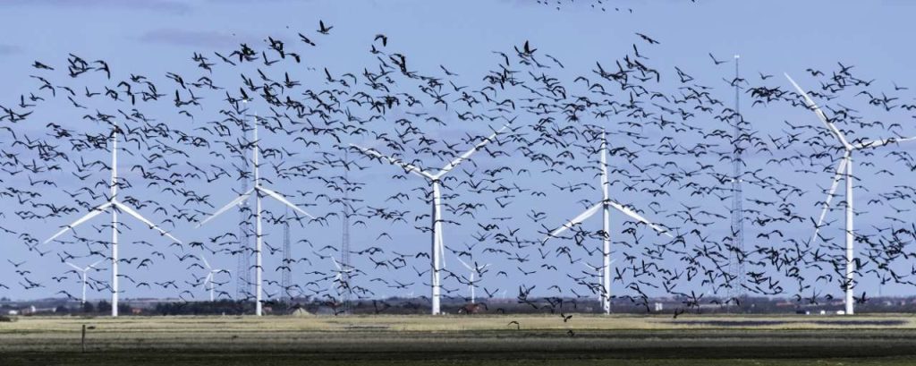 Vogels windturbine adobe stock