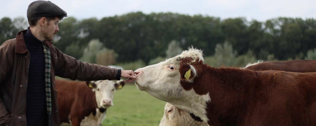 Cows2